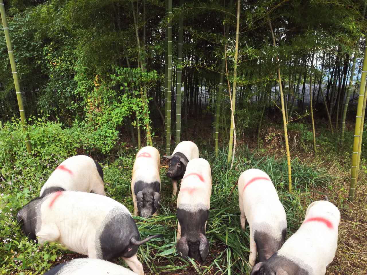 3532658d0d0dc080eb.jpg 3532658d0d0dc080eb.jpg