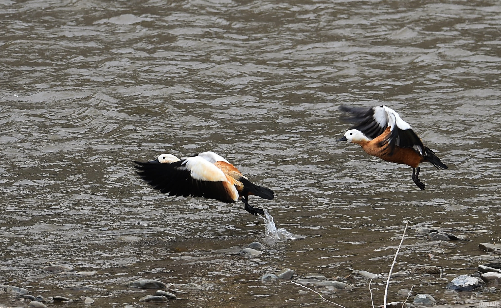 3242360ebb22bc399d.jpg 3242360ebb22bc399d.jpg