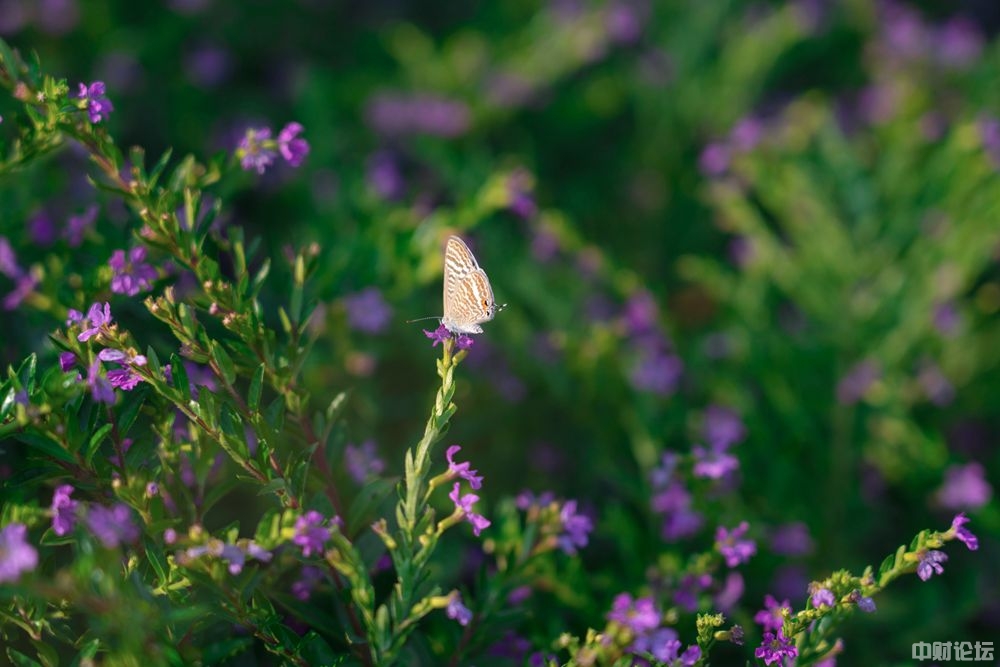 6586760f76c709043f.jpg 6586760f76c709043f.jpg