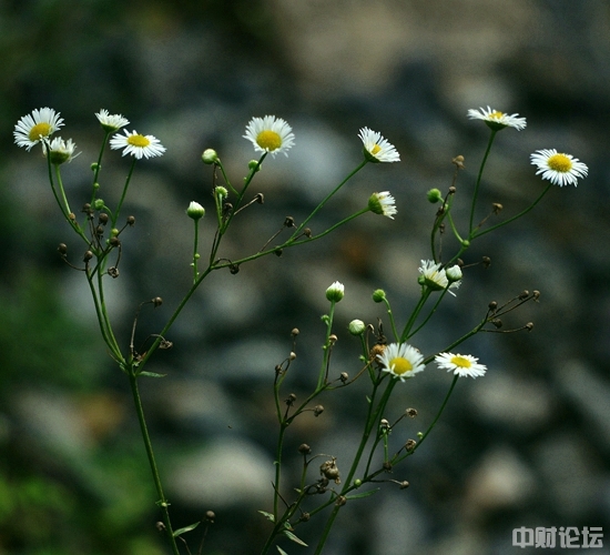 2712561088f7843aae.jpg 2712561088f7843aae.jpg