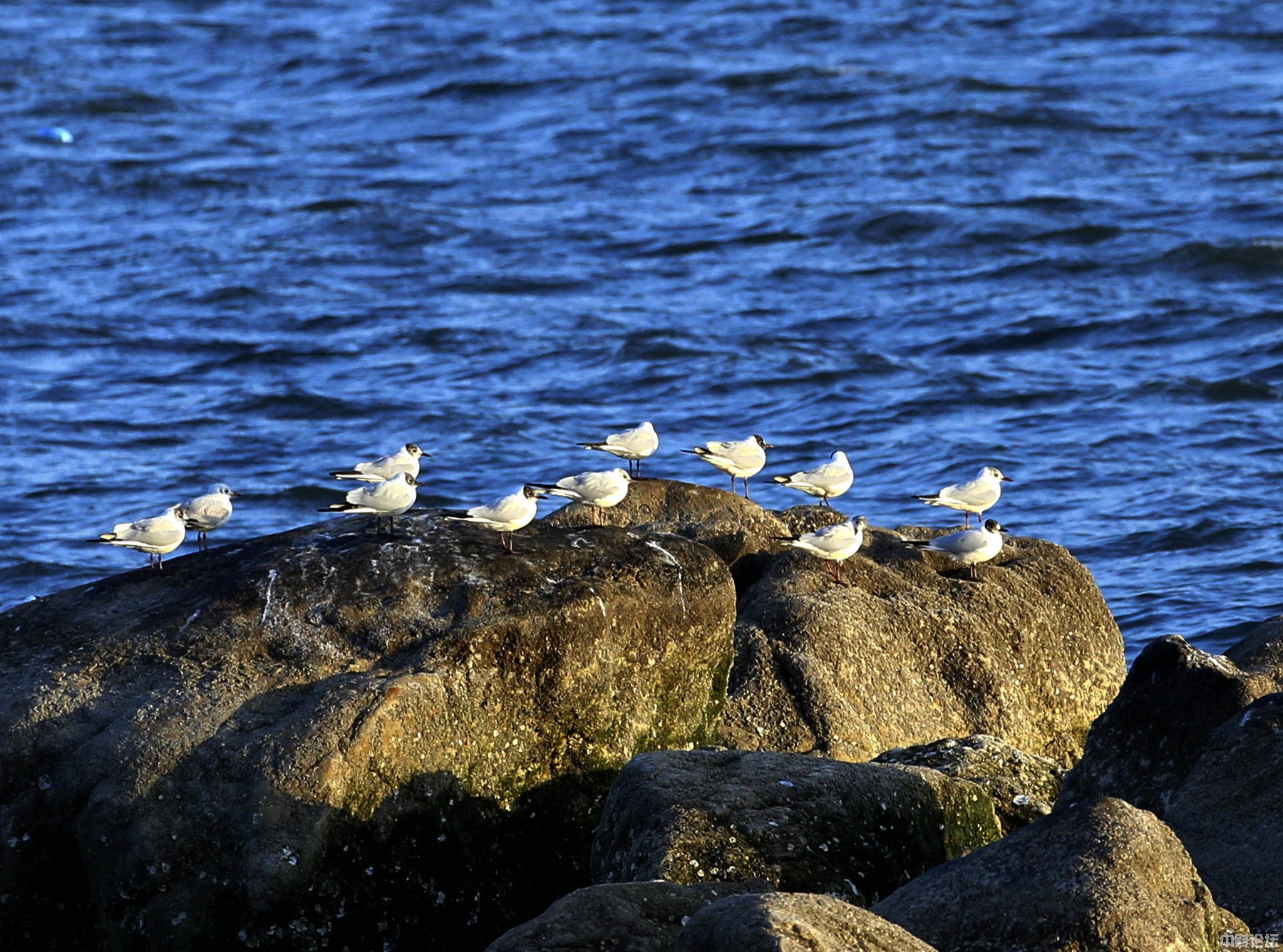 333856109e6a569cd4.jpg 333856109e6a569cd4.jpg