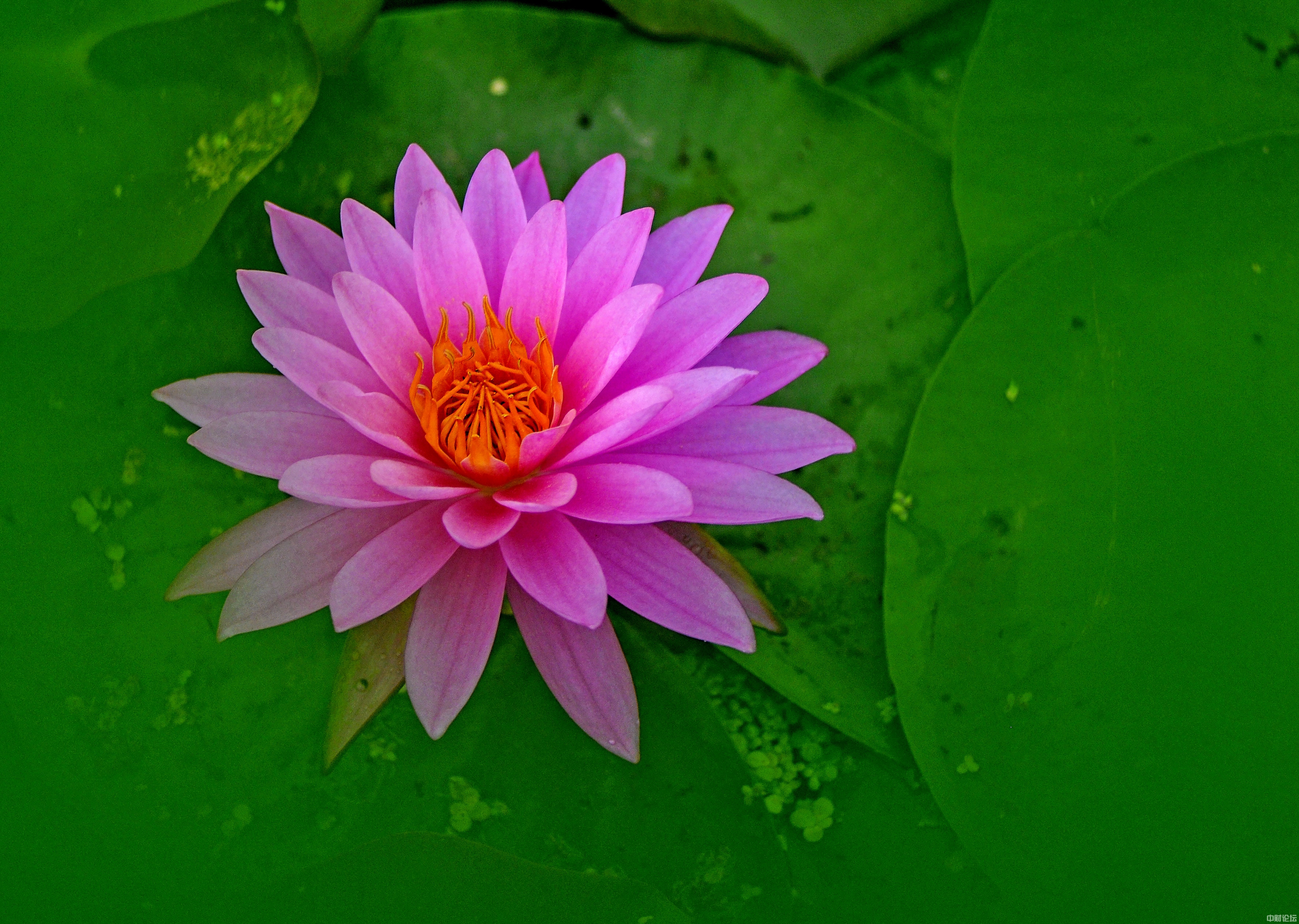 1454461395ab4e3deb.jpg 1454461395ab4e3deb.jpg