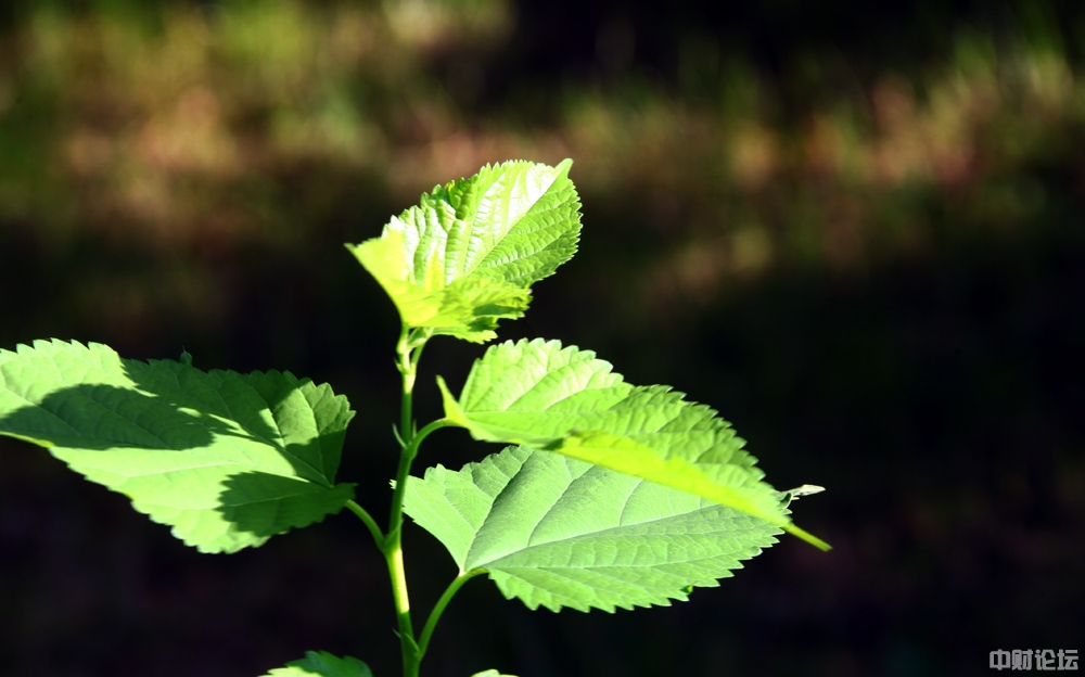 984276153bbc1dc133.jpg 984276153bbc1dc133.jpg