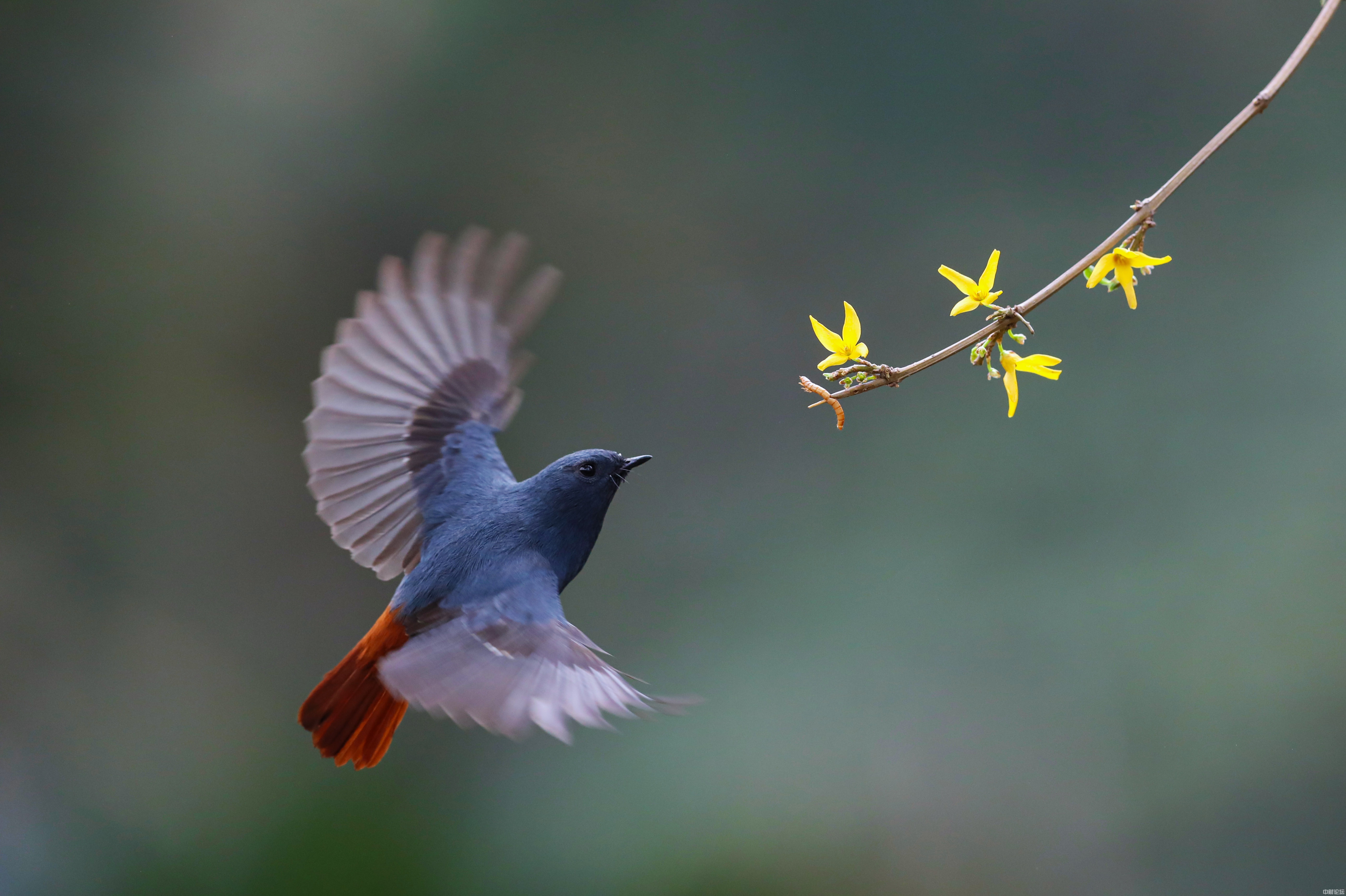 63846616f65d8eca68.jpg 63846616f65d8eca68.jpg