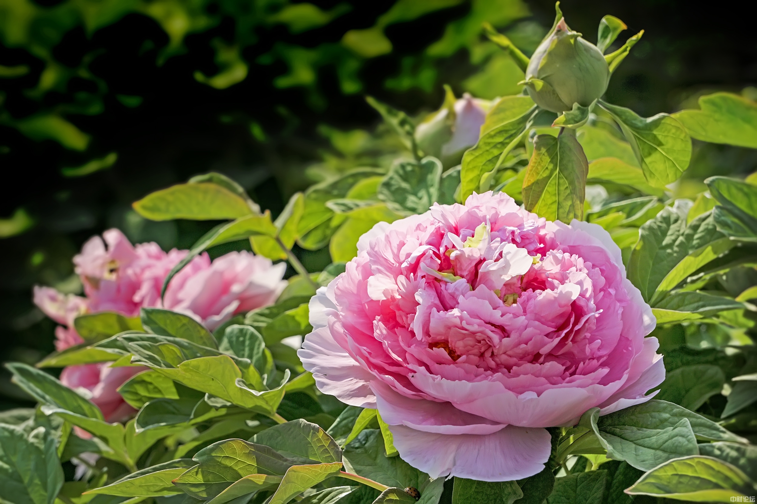 256546181db567410f.jpg 256546181db567410f.jpg