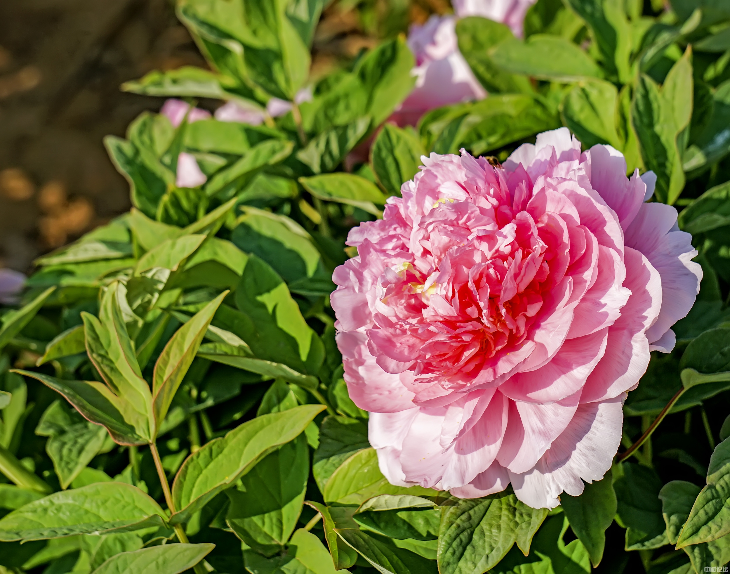 5214761847bd3d14f3.jpg 5214761847bd3d14f3.jpg