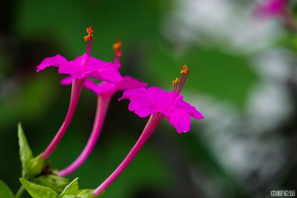 2066361d78b629efb6.jpg 2066361d78b629efb6.jpg