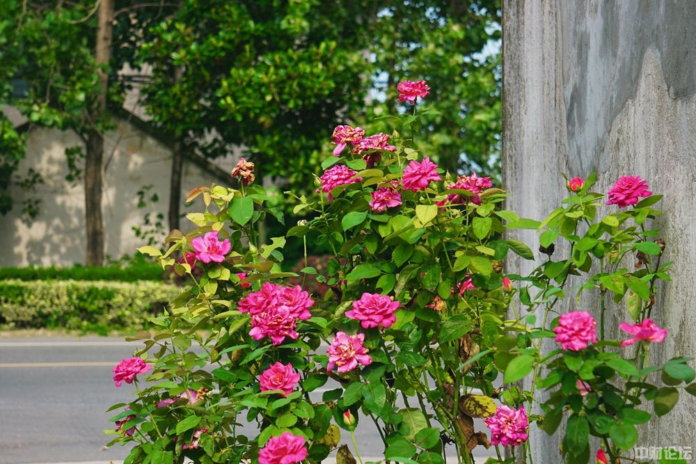 1893961dcd5917adc6.jpg 1893961dcd5917adc6.jpg