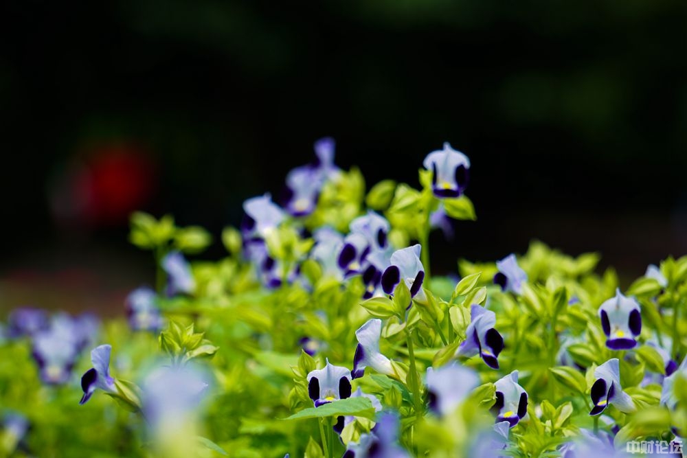 1021861e4bd45e7817.jpg 1021861e4bd45e7817.jpg