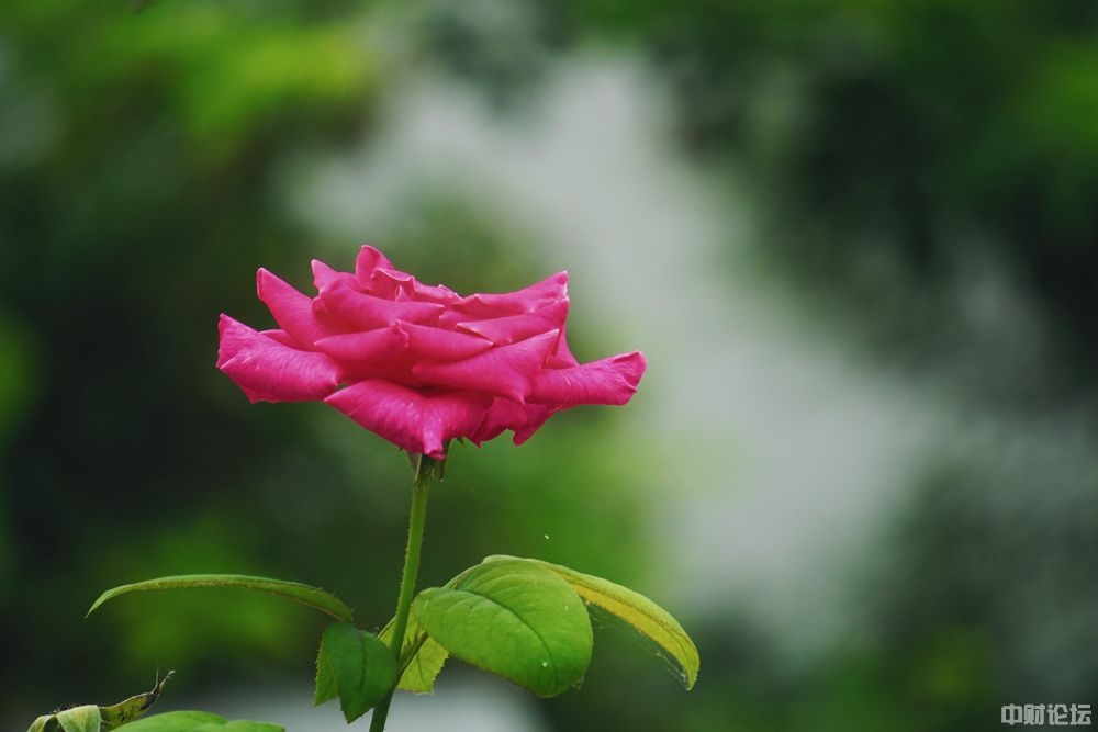 1495561e8ae8095f6c.jpg 1495561e8ae8095f6c.jpg