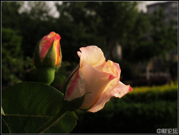 9032861ef4838170b3.jpg 9032861ef4838170b3.jpg