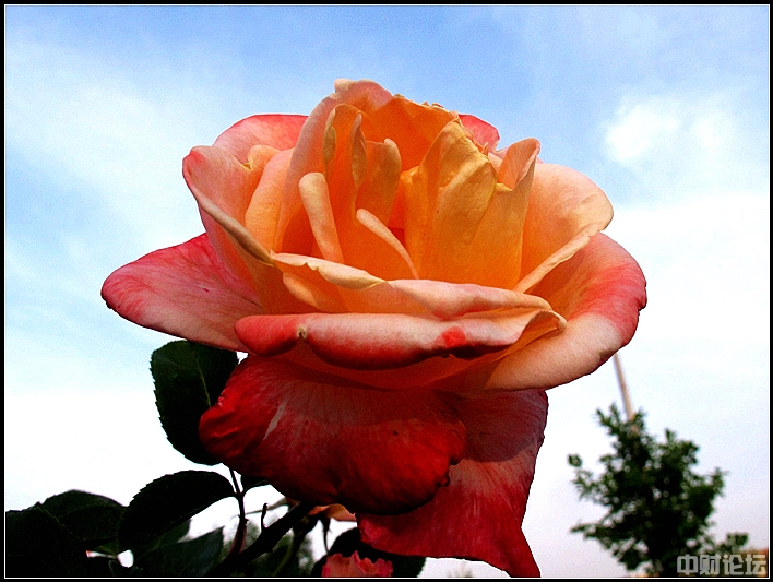 6653061f097ee7cc25.jpg 6653061f097ee7cc25.jpg