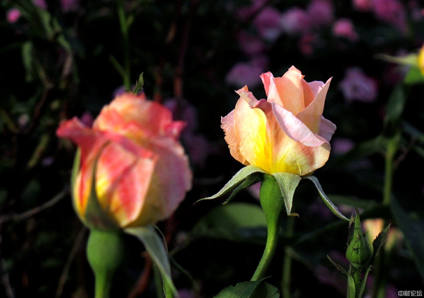 9932161f1f198d491c.jpg 9932161f1f198d491c.jpg