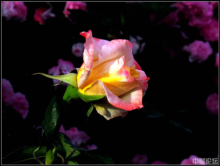 880796201ba67df571.jpg 880796201ba67df571.jpg