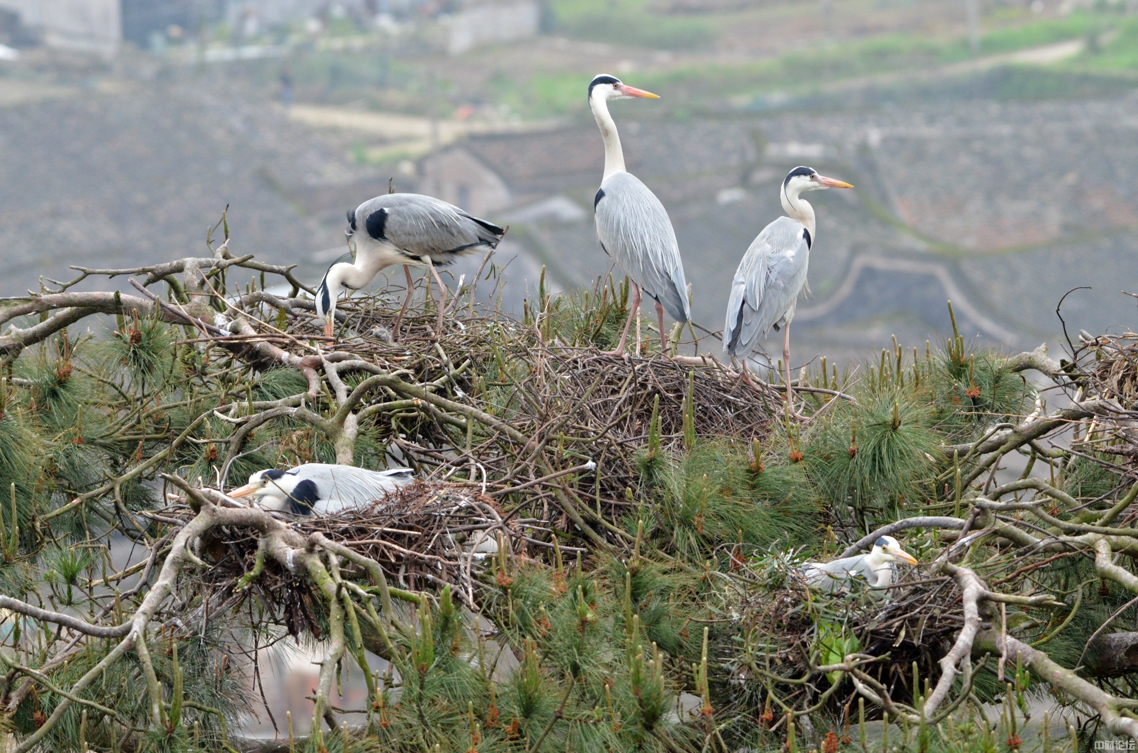 4529062030d8c45b07.jpg 4529062030d8c45b07.jpg