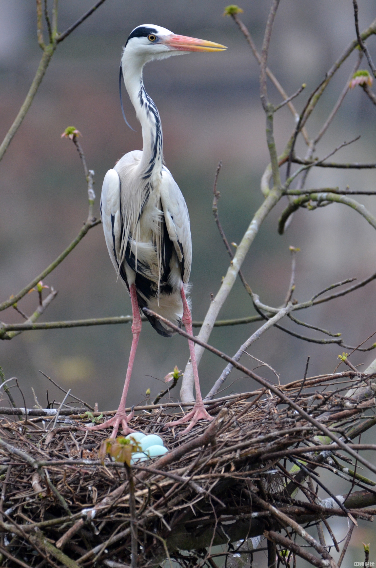 28504620c467961872.jpg 28504620c467961872.jpg