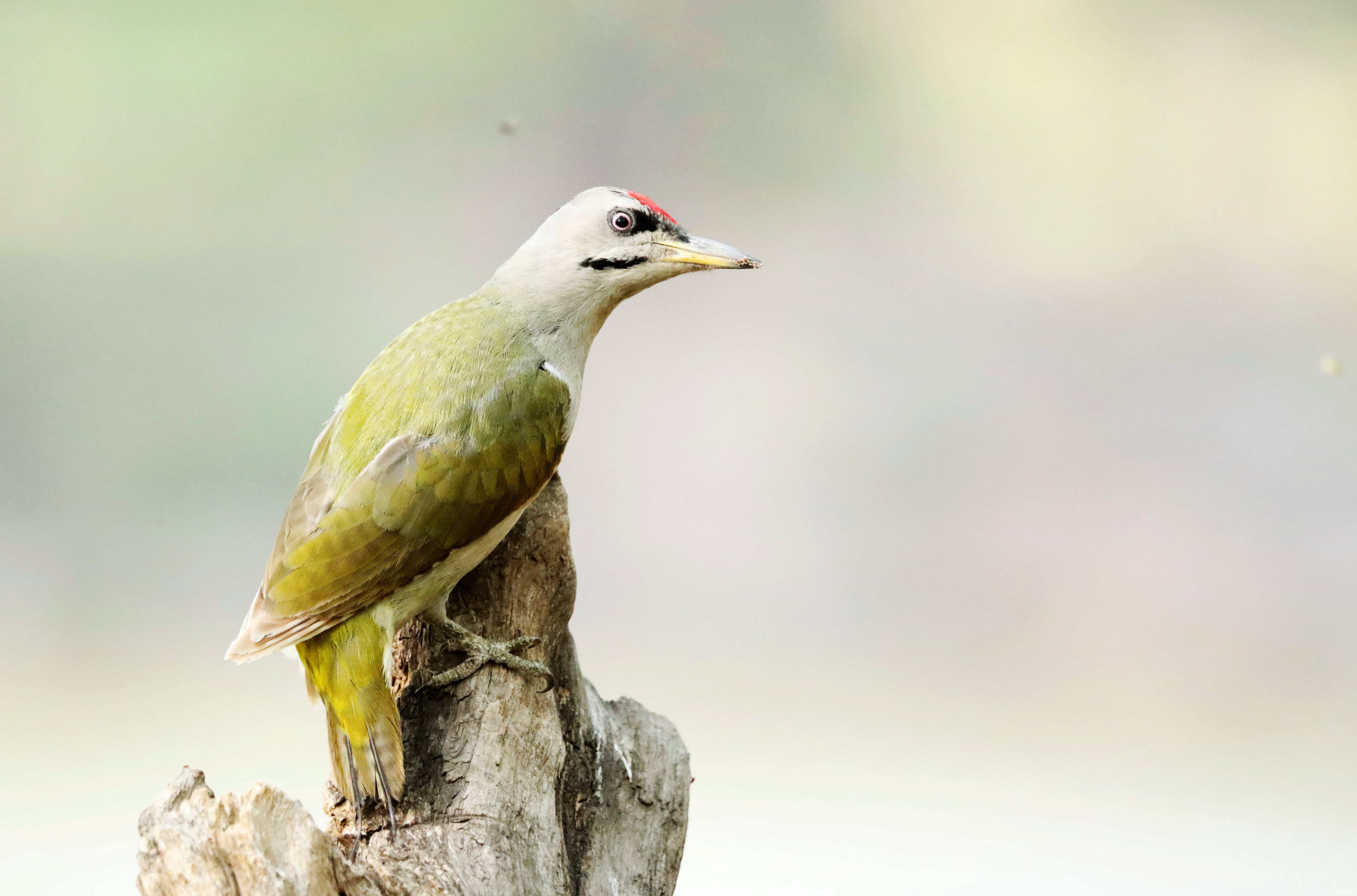 17952621c30121f3e5.jpg 17952621c30121f3e5.jpg