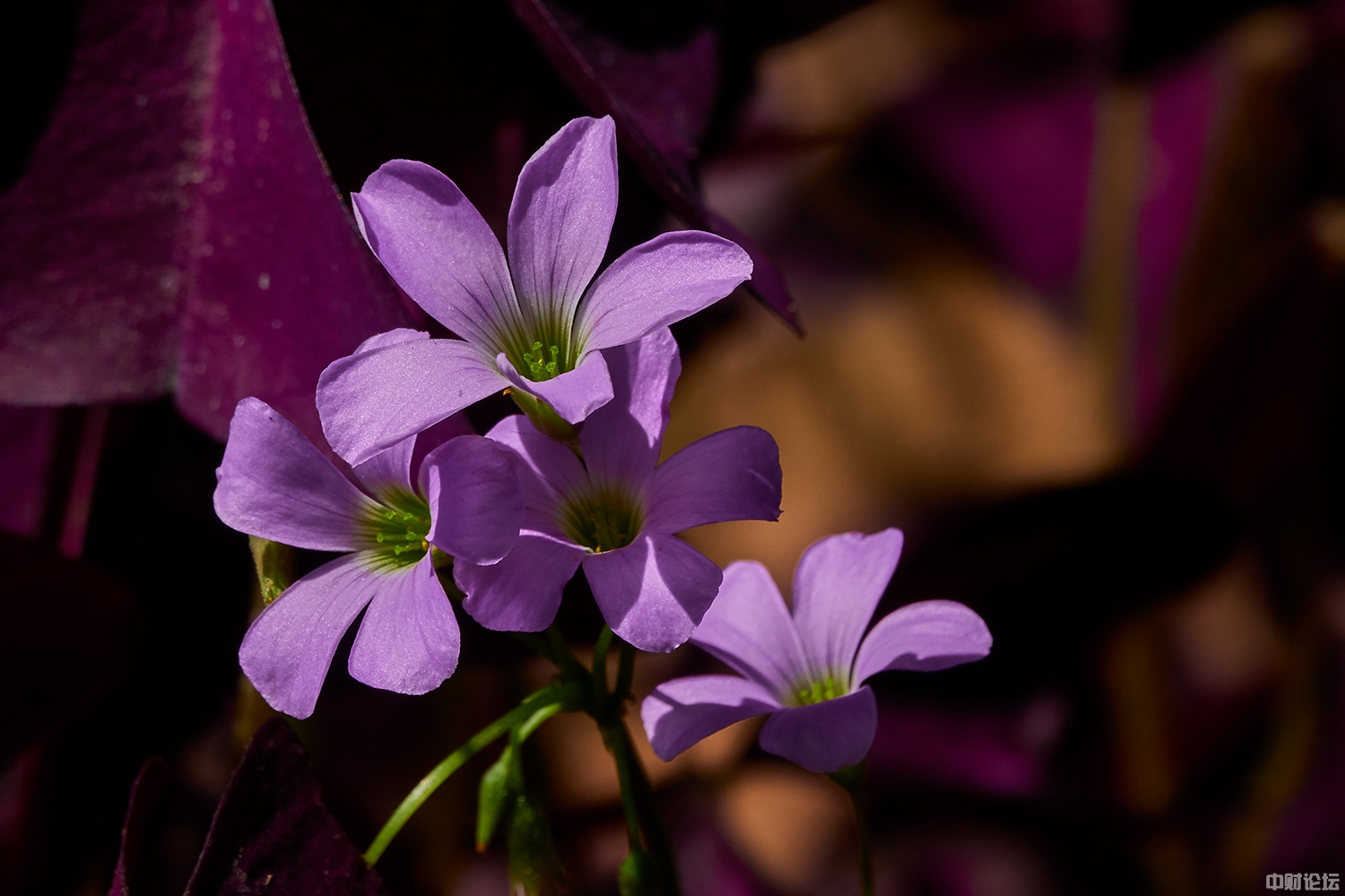 20502622553dc74949.jpg 20502622553dc74949.jpg