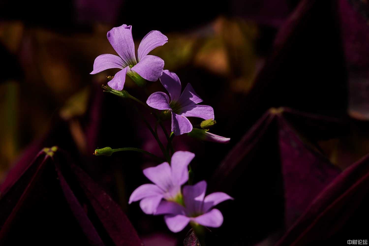 238926226a96090133.jpg 238926226a96090133.jpg