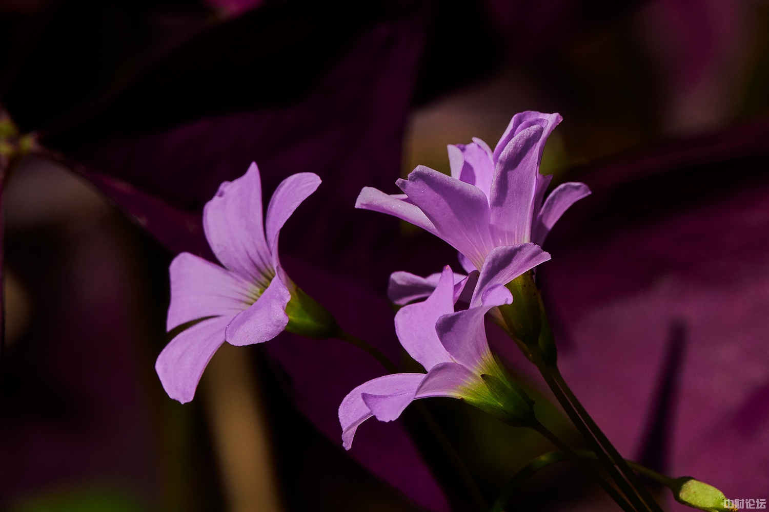 4432162294892b9112.jpg 4432162294892b9112.jpg