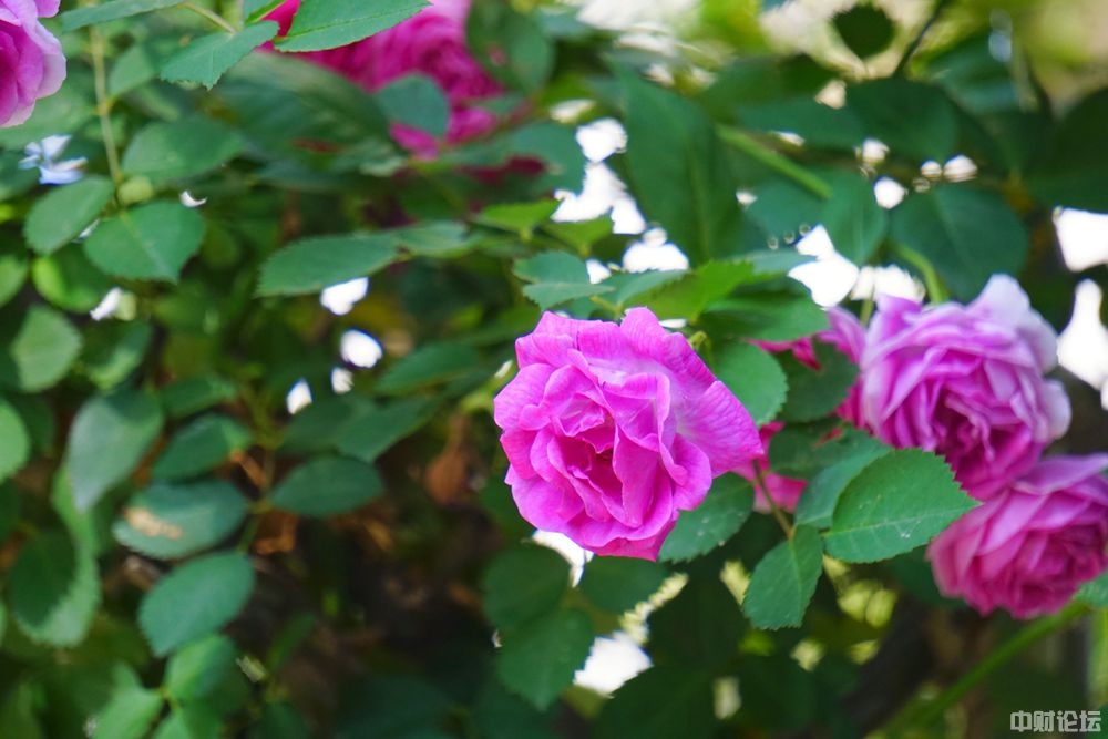 79640627da7156da25.jpg 79640627da7156da25.jpg