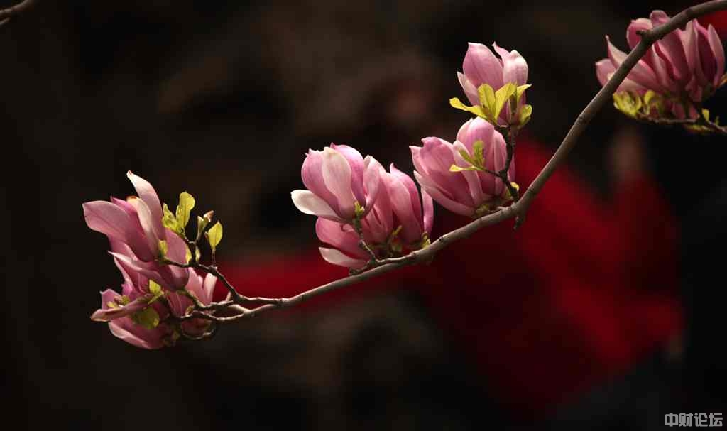 11471628c2579c2e2a.jpg 11471628c2579c2e2a.jpg