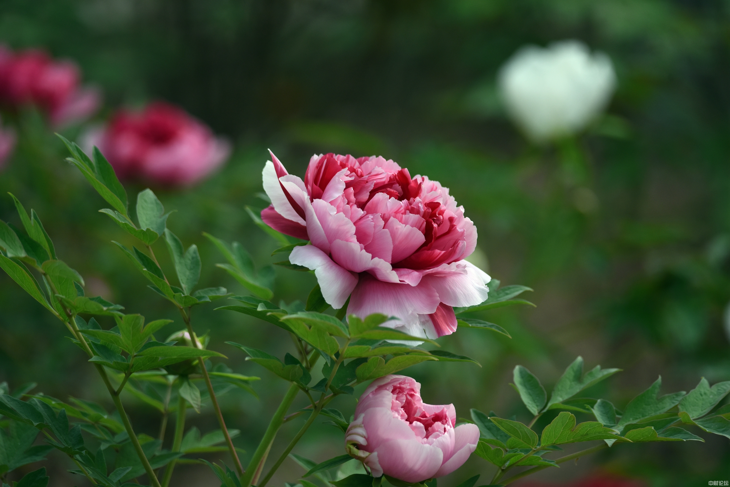 66249628ecac303163.jpg 66249628ecac303163.jpg