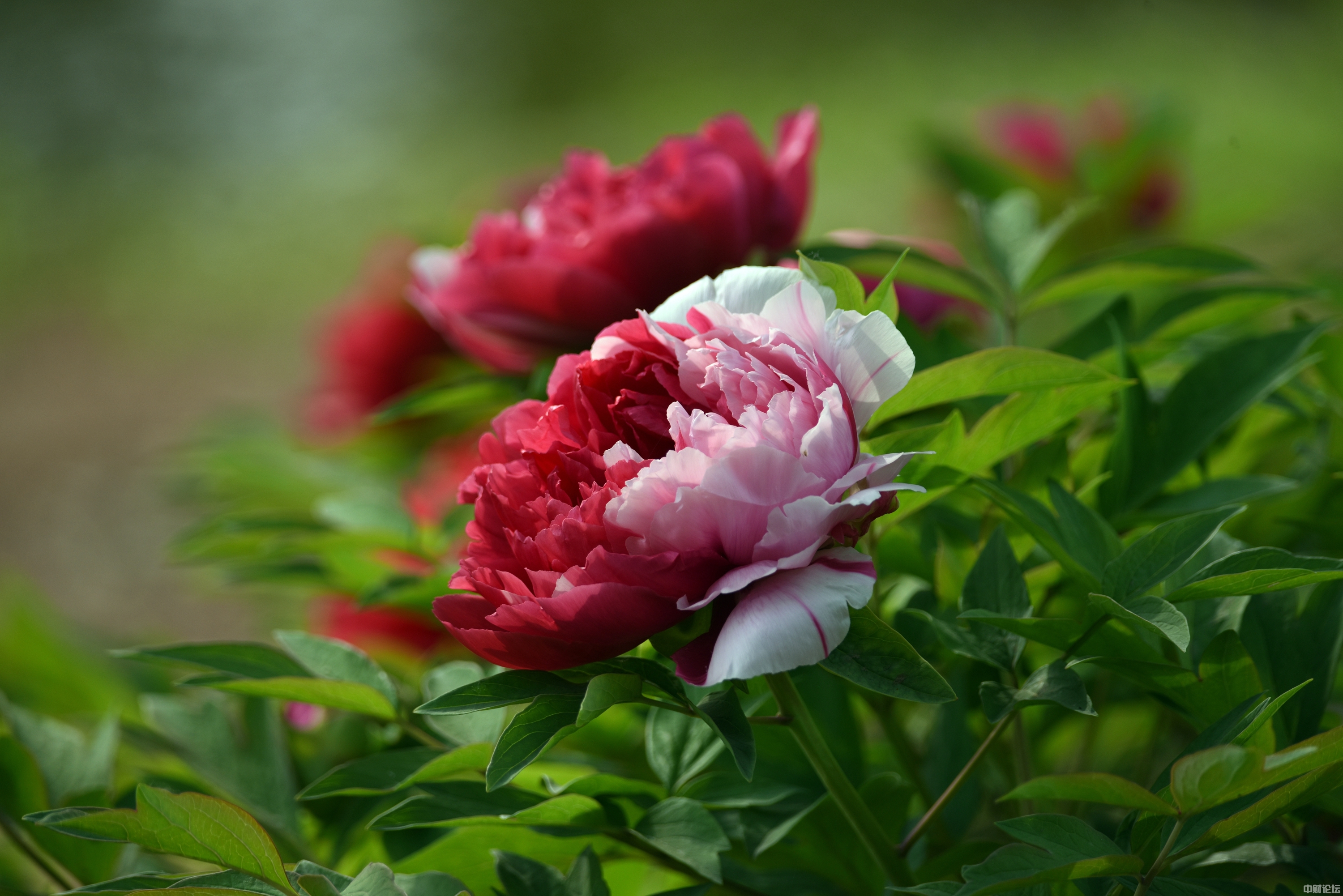 912516294148dd160f.jpg 912516294148dd160f.jpg