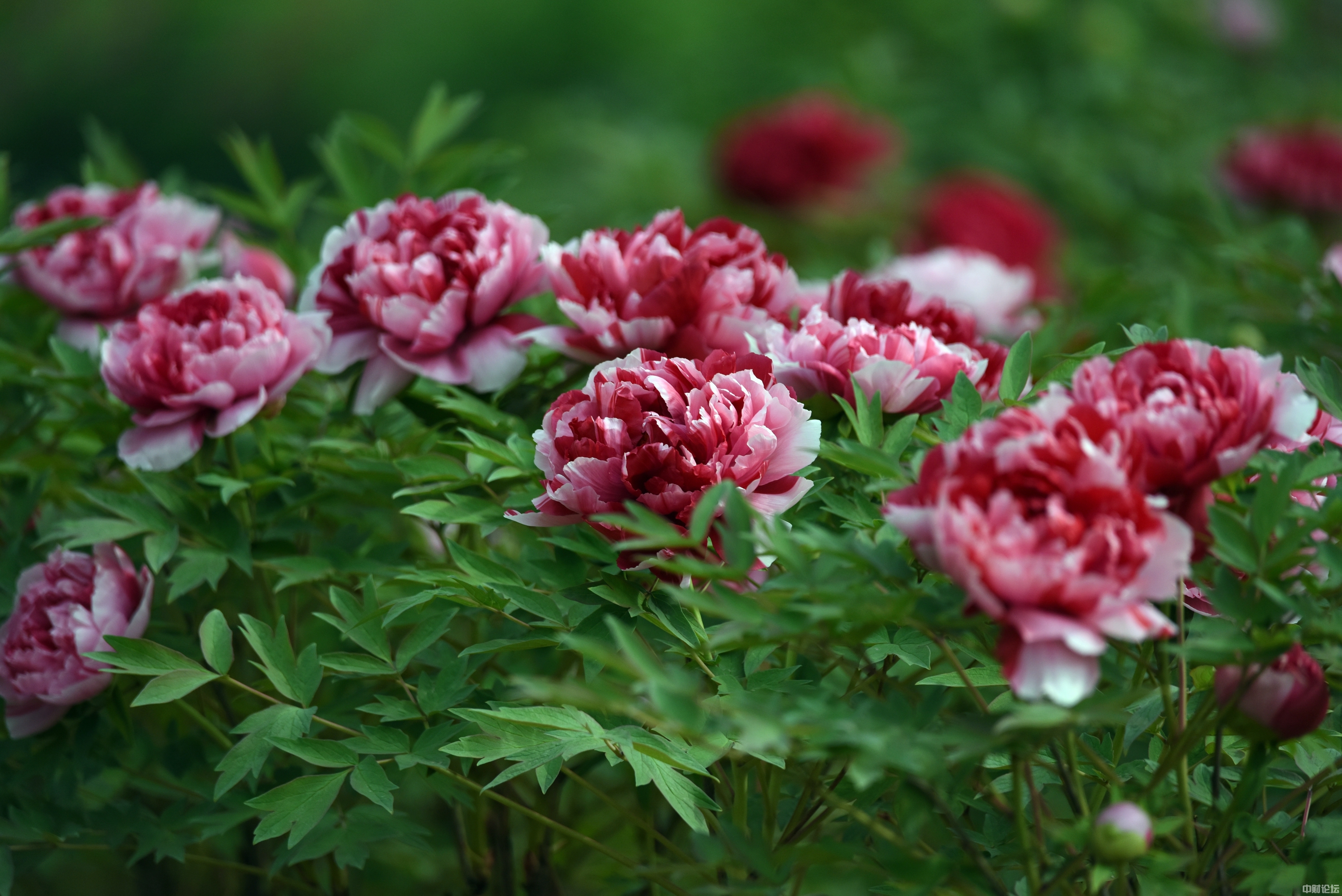 62683629561a1d726a.jpg 62683629561a1d726a.jpg