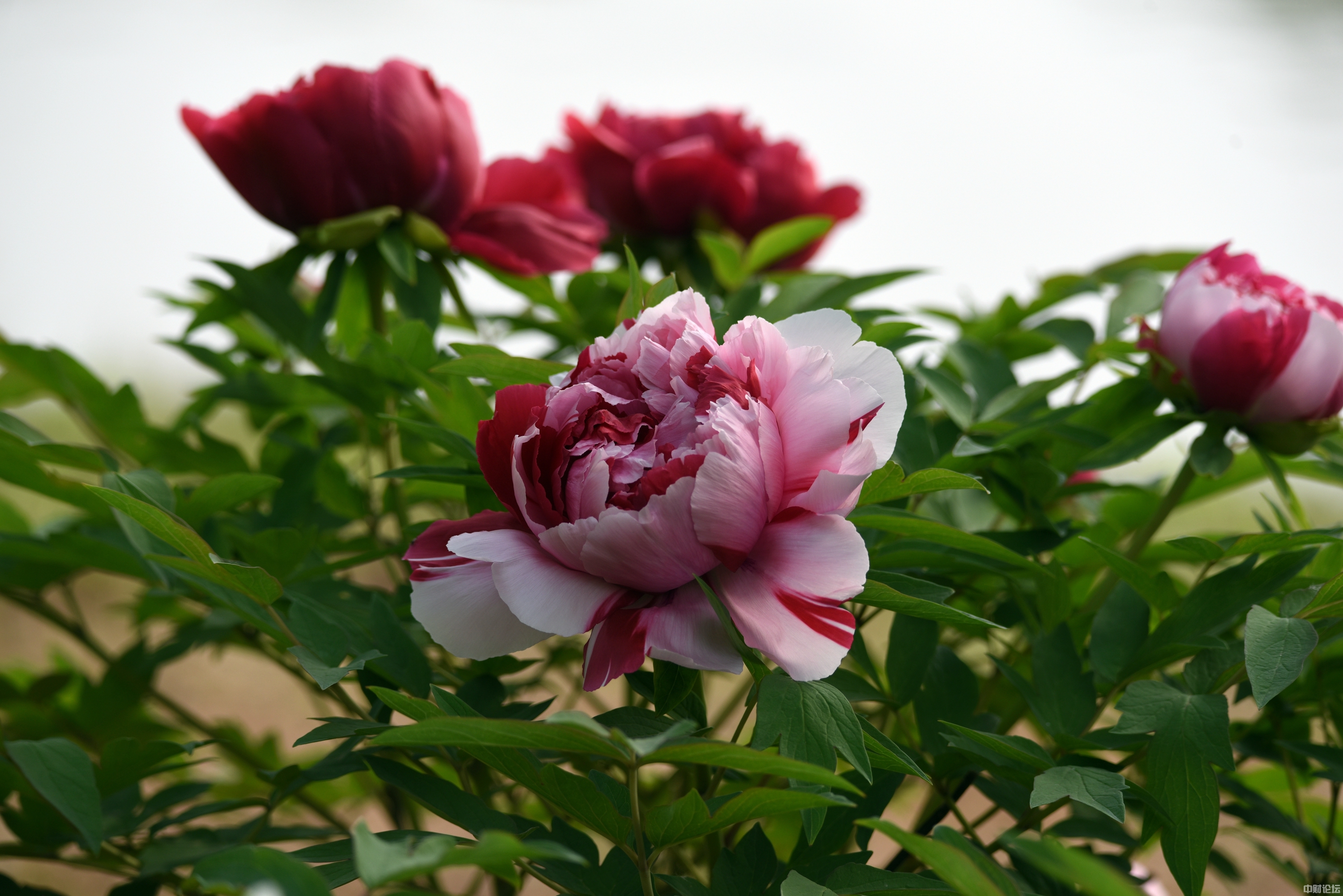 134656296b839e6d1b.jpg 134656296b839e6d1b.jpg