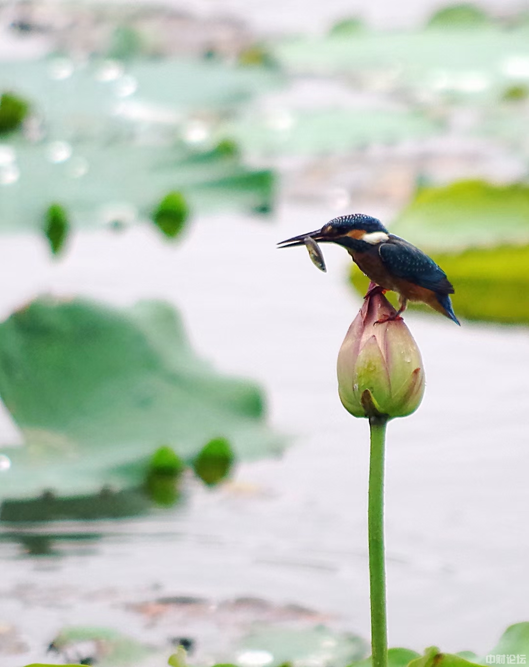 1531962a7d6dc9adc2.jpg 1531962a7d6dc9adc2.jpg