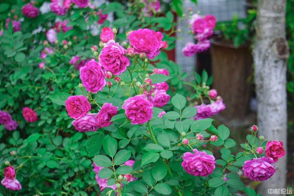 6468962b51d0cd7f11.jpg 6468962b51d0cd7f11.jpg