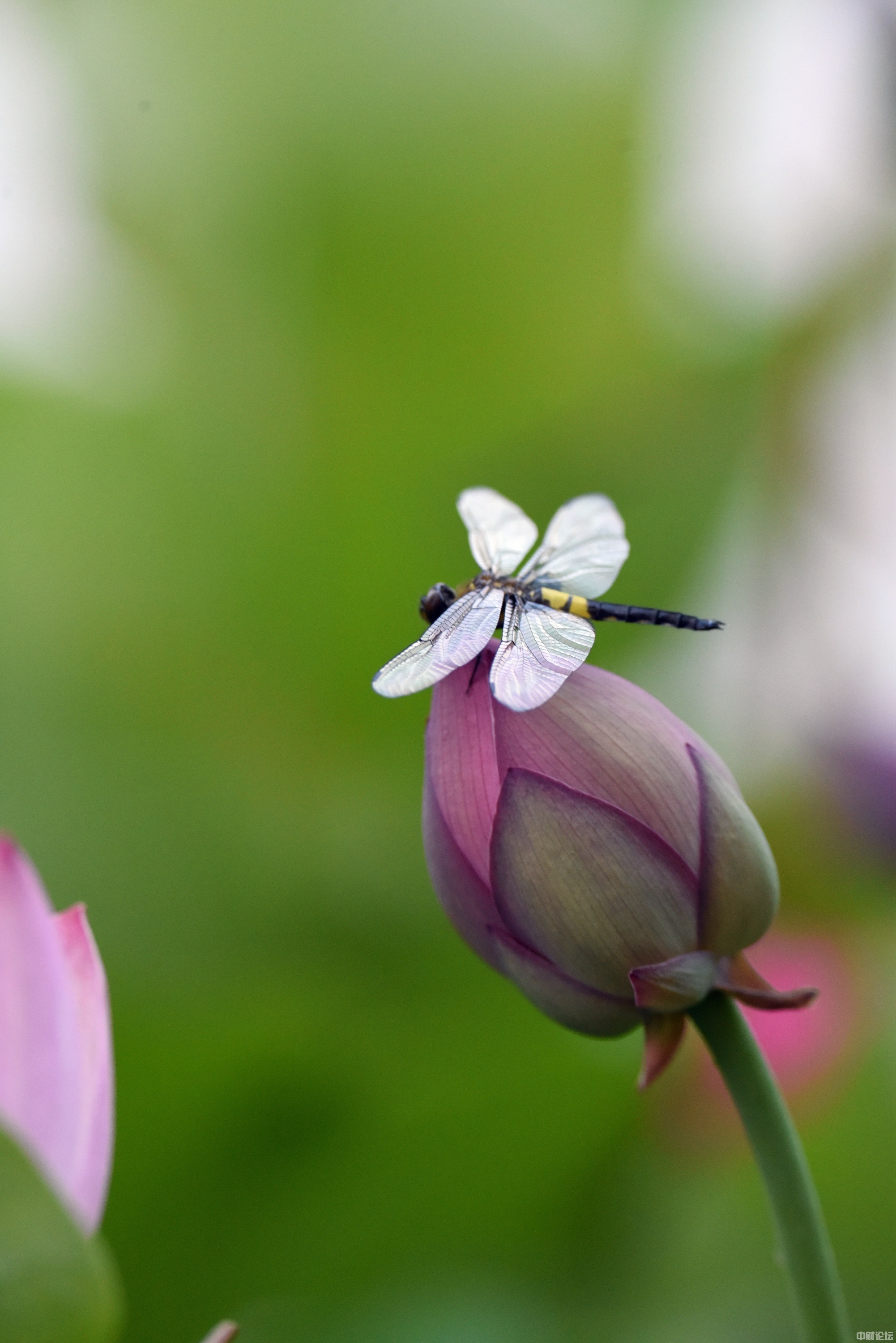 1375362ba4f1a9b466.jpg 1375362ba4f1a9b466.jpg