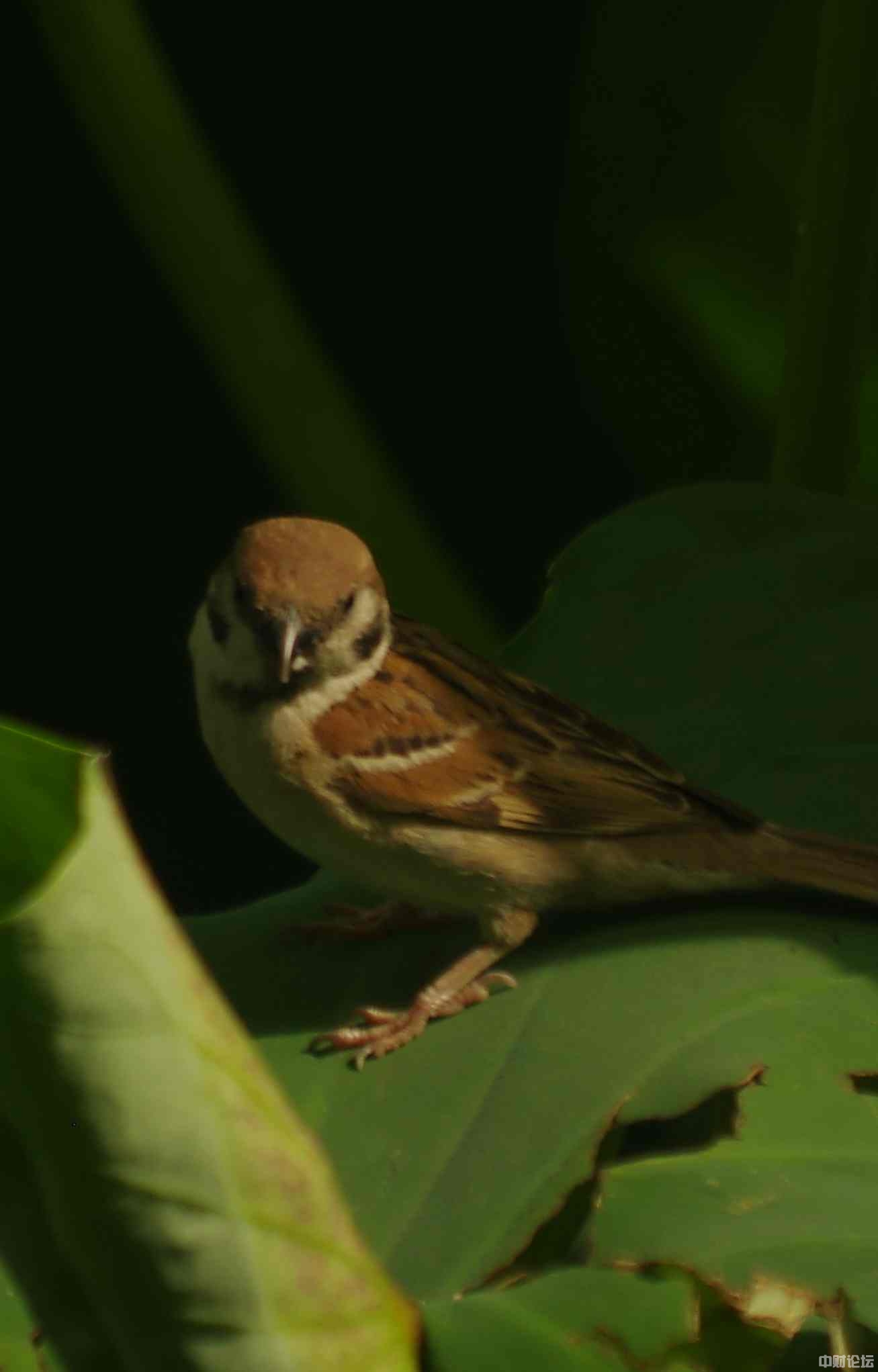 5903962f05aff1f34e.jpg 5903962f05aff1f34e.jpg