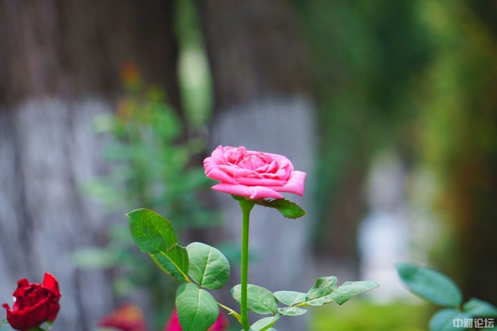 9026563310610ba6e2.jpg 9026563310610ba6e2.jpg