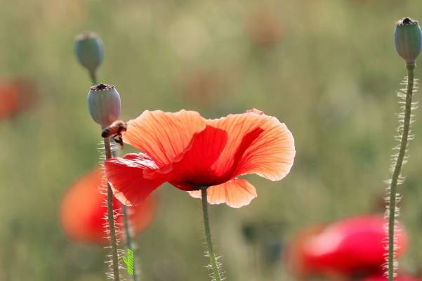 11636646339a09cd63.jpg 11636646339a09cd63.jpg