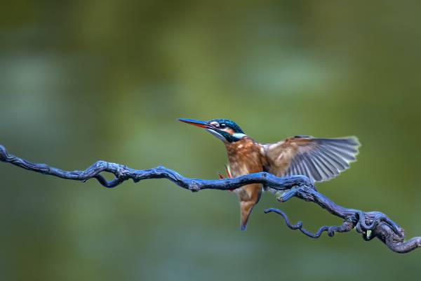 19668646338d44ac1f.jpg 19668646338d44ac1f.jpg