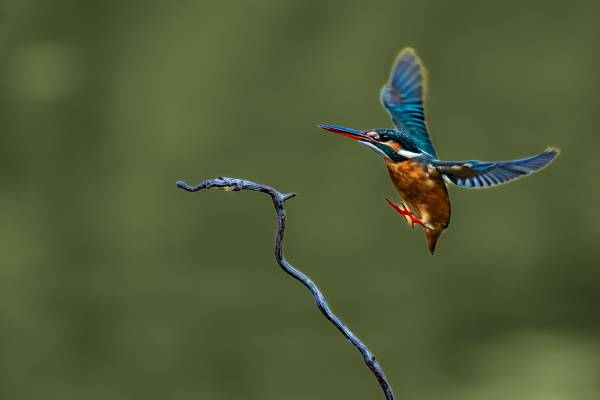 38441646339641d06a.jpg 38441646339641d06a.jpg