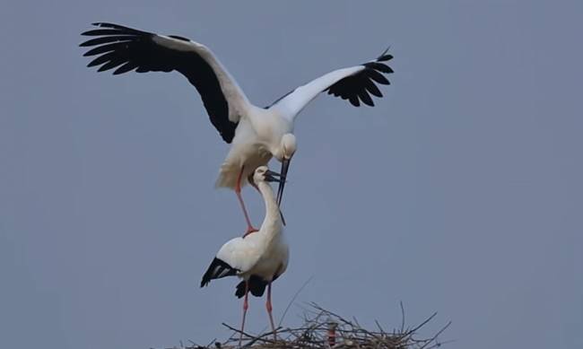 5988064633c7917494.jpg 5988064633c7917494.jpg