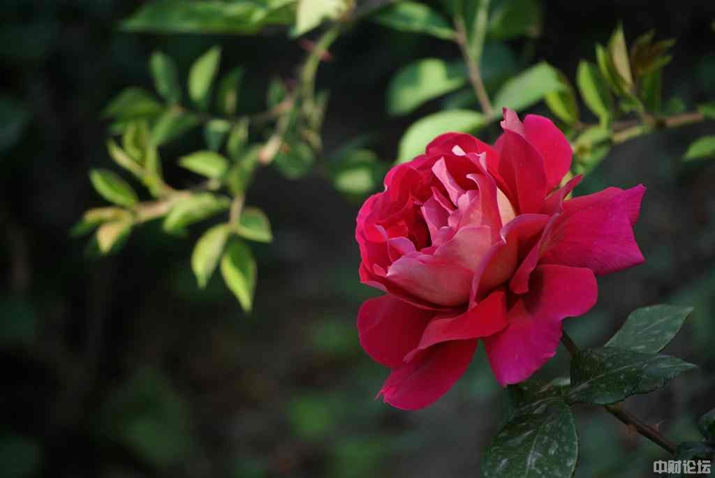 811236535bf429e896.jpg 811236535bf429e896.jpg