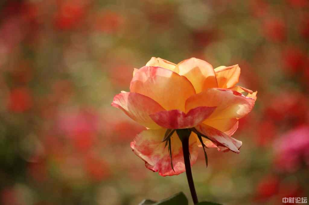 4700665385ece7ed1a.jpg 4700665385ece7ed1a.jpg