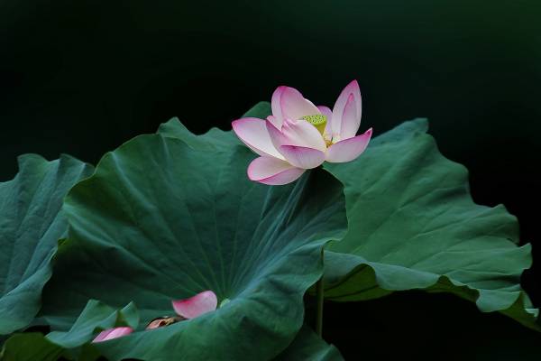 1033265419c1030784.jpg 1033265419c1030784.jpg