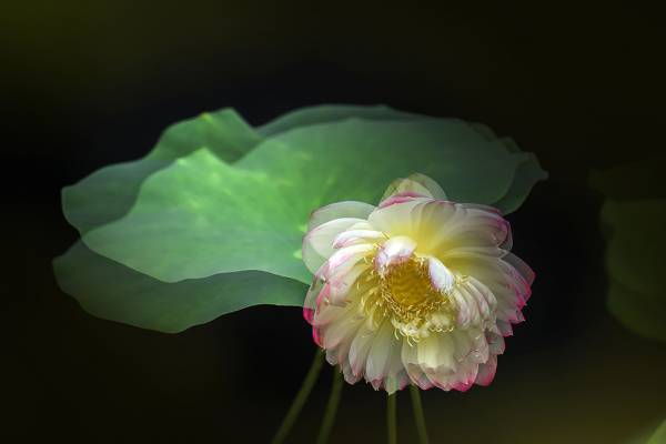 65d2a05f3a206.jpg 065135n6zn8v6nu715nnul.jpg.thumb.jpg